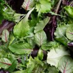 Salad Surprise: Michigan Outbreak Exposes Perils in Produce Pipeline Salad Surprise: Michigan Outbreak Exposes Perils in Produce Pipeline