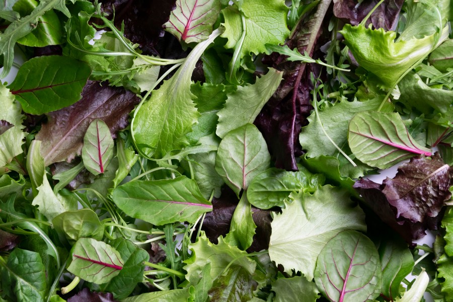Salad Surprise: Michigan Outbreak Exposes Perils in Produce Pipeline Salad Surprise: Michigan Outbreak Exposes Perils in Produce Pipeline