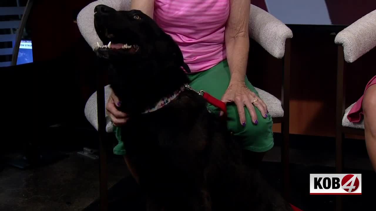 Albuquerque’s Animal Welfare: Mowgli’s Tale & Urban Policy Albuquerque’s Animal Welfare: Mowgli’s Tale & Urban Policy