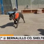 NM’s Pet Policy Crisis: Shelters Beyond Capacity