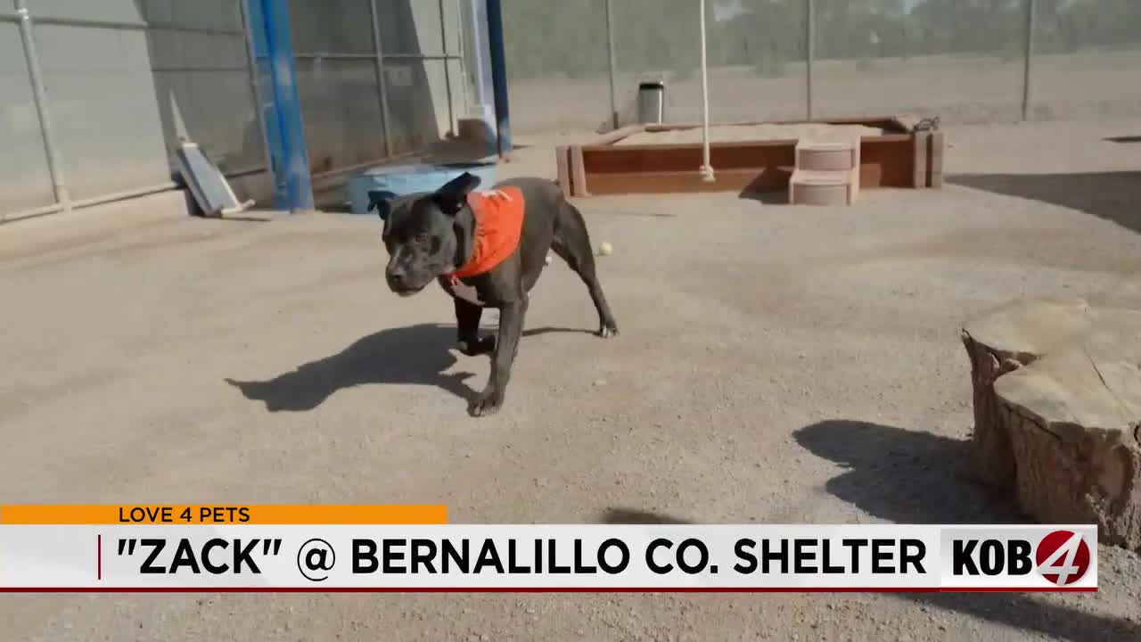 NM’s Pet Policy Crisis: Shelters Beyond Capacity NM’s Pet Policy Crisis: Shelters Beyond Capacity