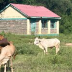Kenya’s Education Crisis: Climate Change’s Silent Toll Kenya’s Education Crisis: Climate Change’s Silent Toll
