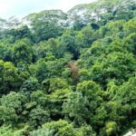 Singapore Residents Rally to Save Maju Forest from Looming Clearance