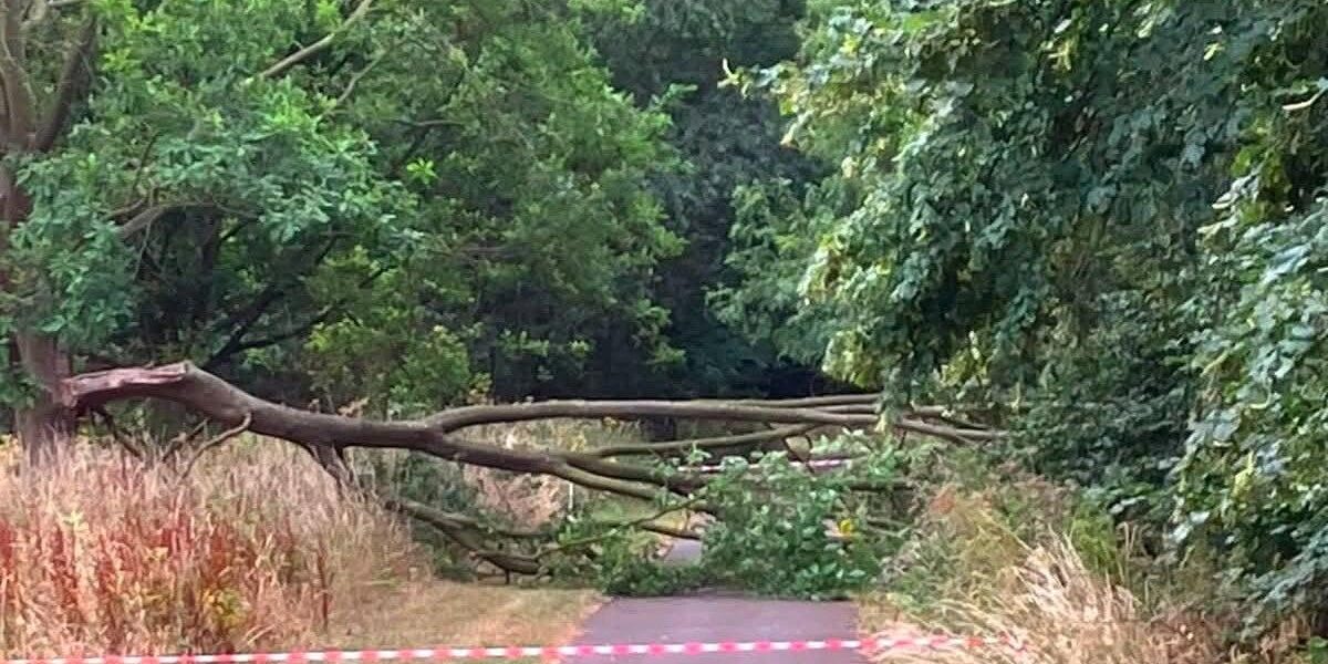 Visitors Advised to Avoid Trees Amid UK Heatwave Warnings Visitors Advised to Avoid Trees Amid UK Heatwave Warnings