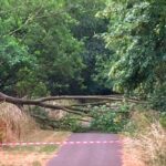 Visitors Advised to Avoid Trees Amid UK Heatwave Warnings Visitors Advised to Avoid Trees Amid UK Heatwave Warnings