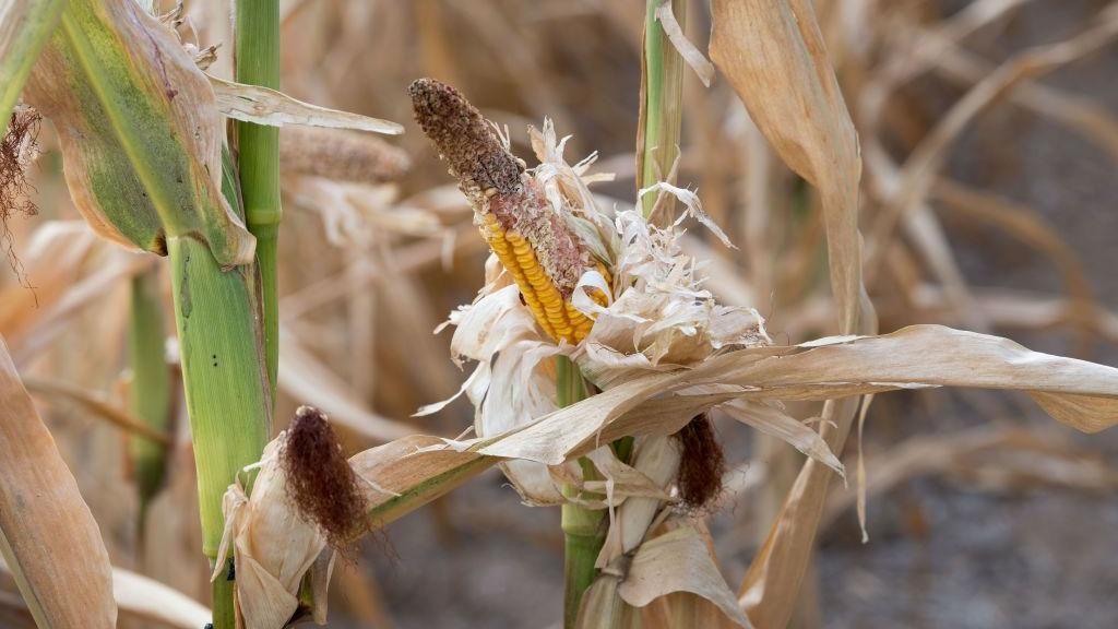 Africa’s Unseen Scythe: Starvation’s Shadow Lengthens in Uganda’s Drylands Africa’s Unseen Scythe: Starvation’s Shadow Lengthens in Uganda’s Drylands