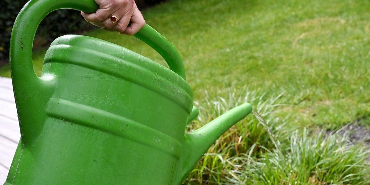 Gardening Experts Provide Essential Strategies to Preserve Plants Amid UK Hosepipe Ban Gardening Experts Provide Essential Strategies to Preserve Plants Amid UK Hosepipe Ban