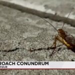 Albuquerque’s Underbelly: Six-Legged Symptoms of a Strained Infrastructure Albuquerque’s Underbelly: Six-Legged Symptoms of a Strained Infrastructure