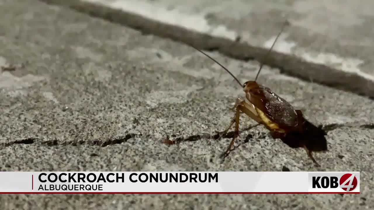 Creeping In: Albuquerque’s Summer Scourge Signals Deeper Climate, Infrastructure Woes Creeping In: Albuquerque’s Summer Scourge Signals Deeper Climate, Infrastructure Woes
