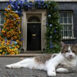 Understanding Feline Adaptation: Expert Insights on Cat Stress Signals