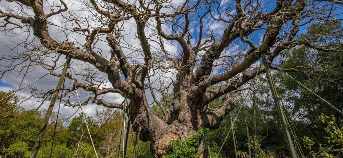 Ancient Guardian’s Demise: Major Oak’s Fall Sparks Heritage Reckoning Ancient Guardian’s Demise: Major Oak’s Fall Sparks Heritage Reckoning