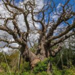 Ancient Guardian’s Demise: Major Oak’s Fall Sparks Heritage Reckoning