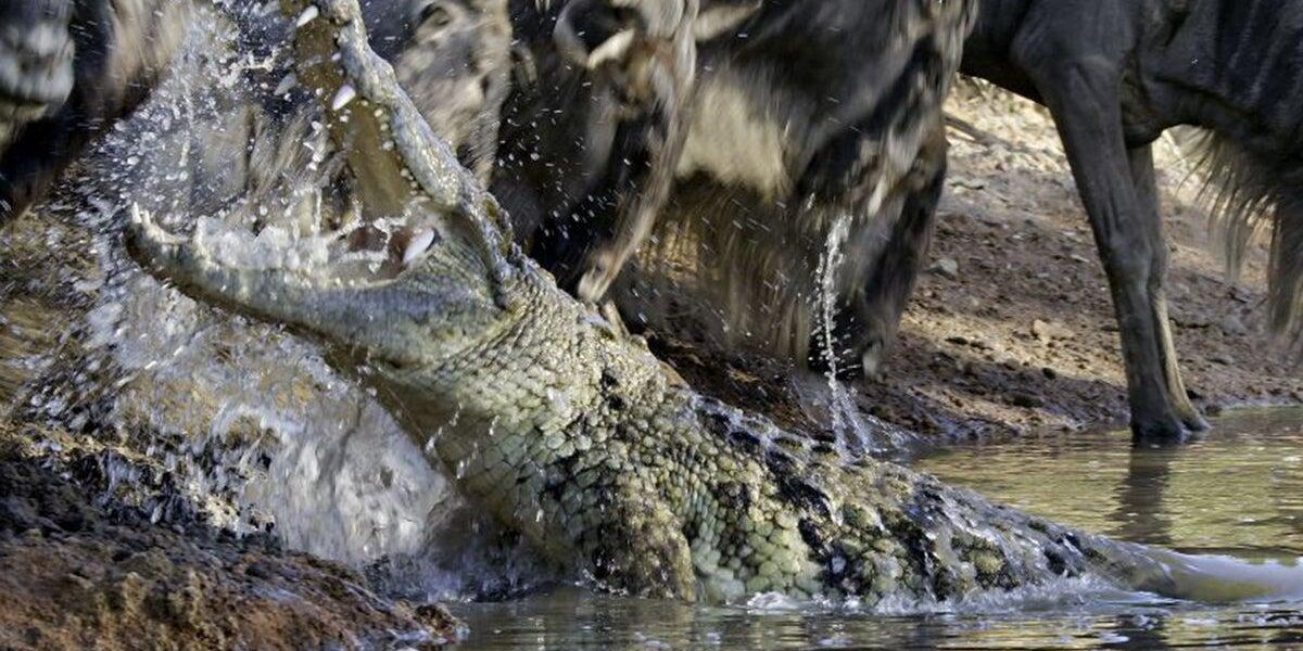 Israeli Plan for Crocodile-Filled Moat at Ketziot Prison Sparks Human Rights Outrage Israeli Plan for Crocodile-Filled Moat at Ketziot Prison Sparks Human Rights Outrage