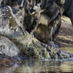 Israeli Plan for Crocodile-Filled Moat at Ketziot Prison Sparks Human Rights Outrage Israeli Plan for Crocodile-Filled Moat at Ketziot Prison Sparks Human Rights Outrage