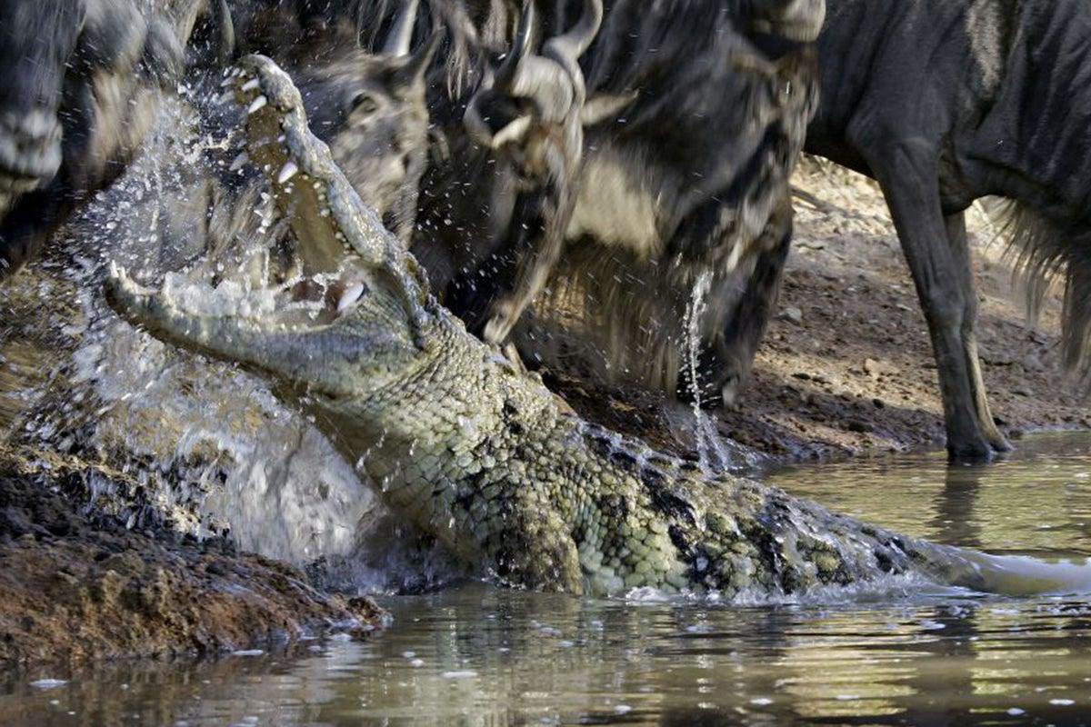 Israeli Plan for Crocodile-Filled Moat at Ketziot Prison Sparks Human Rights Outrage Israeli Plan for Crocodile-Filled Moat at Ketziot Prison Sparks Human Rights Outrage