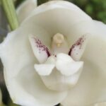 Intriguing Discovery: Orchids Mimicking Humans, Babies, and Animals in Nature’s Evolution