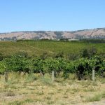 McLaren Vale Wine: Global Shifts, Local Adaptation