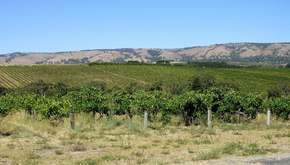 McLaren Vale Wine: Global Shifts, Local Adaptation McLaren Vale Wine: Global Shifts, Local Adaptation