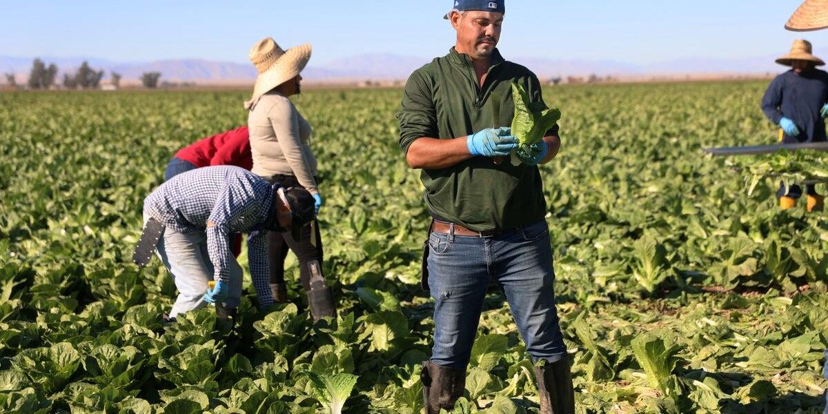 Lettuce Linked to Frequent Foodborne Illnesses in the U.S. Lettuce Linked to Frequent Foodborne Illnesses in the U.S.