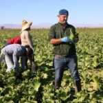 Lettuce Linked to Frequent Foodborne Illnesses in the U.S. Lettuce Linked to Frequent Foodborne Illnesses in the U.S.