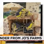 Albuquerque’s Lavender Fourth: A New Tradition Blooms Albuquerque’s Lavender Fourth: A New Tradition Blooms