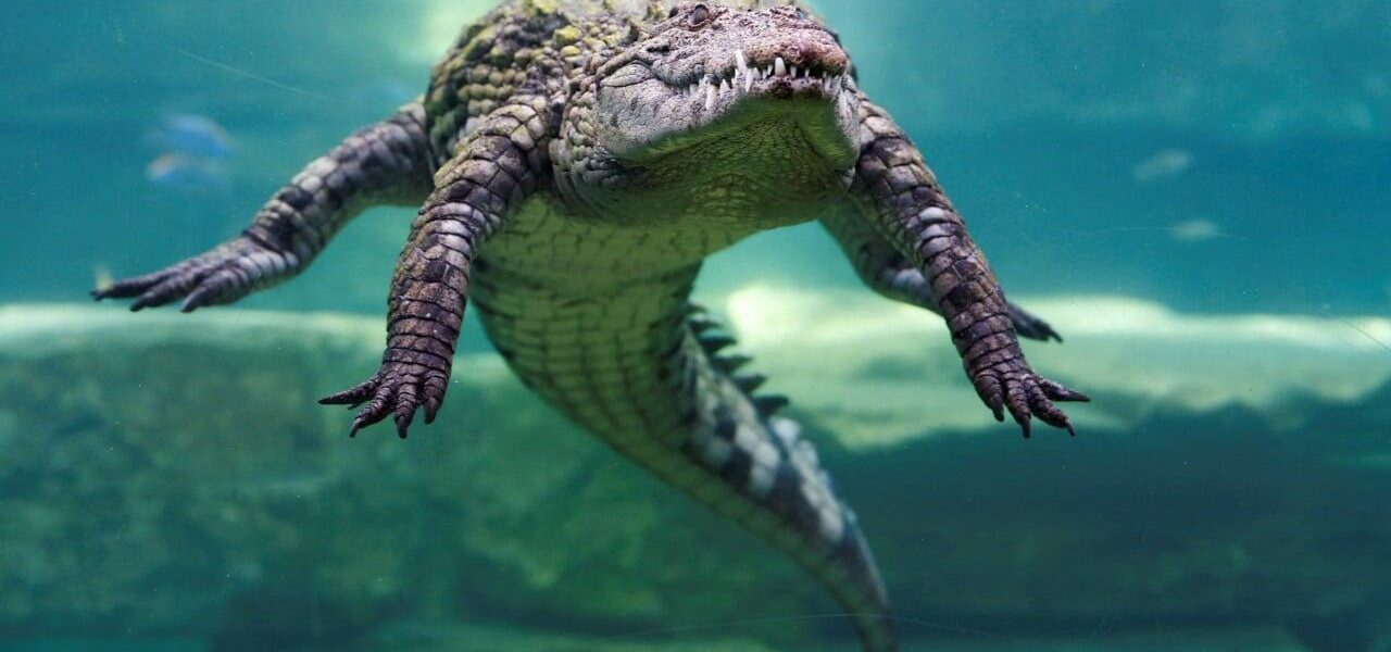 Israel Reclassifies Crocodiles to Enhance Prison Security Israel Reclassifies Crocodiles to Enhance Prison Security