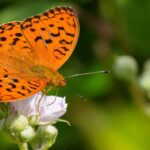 Grazing for Grandeur: How Hooves became Britain’s Unlikeliest Ecological Policy Tool Grazing for Grandeur: How Hooves became Britain’s Unlikeliest Ecological Policy Tool