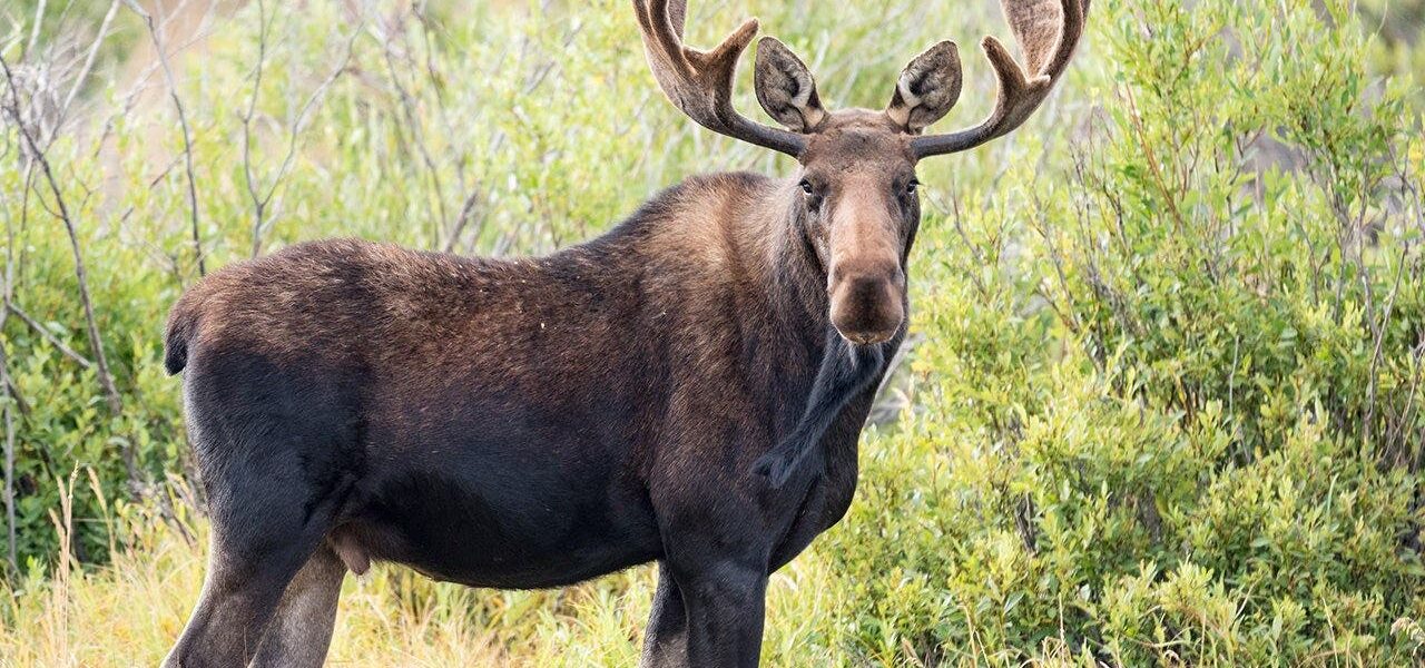 Maine Man’s Truck Intervention: Wildlife Policy Tested
