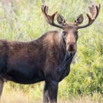 Maine Man’s Truck Intervention: Wildlife Policy Tested
