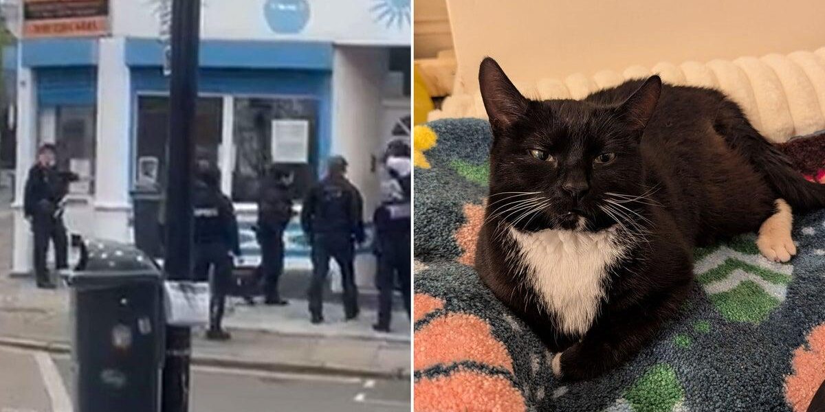 Police Force Entry to Seize Cat from 79-Year-Old Woman’s Home Police Force Entry to Seize Cat from 79-Year-Old Woman’s Home