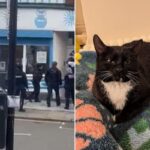 Police Force Entry to Seize Cat from 79-Year-Old Woman’s Home