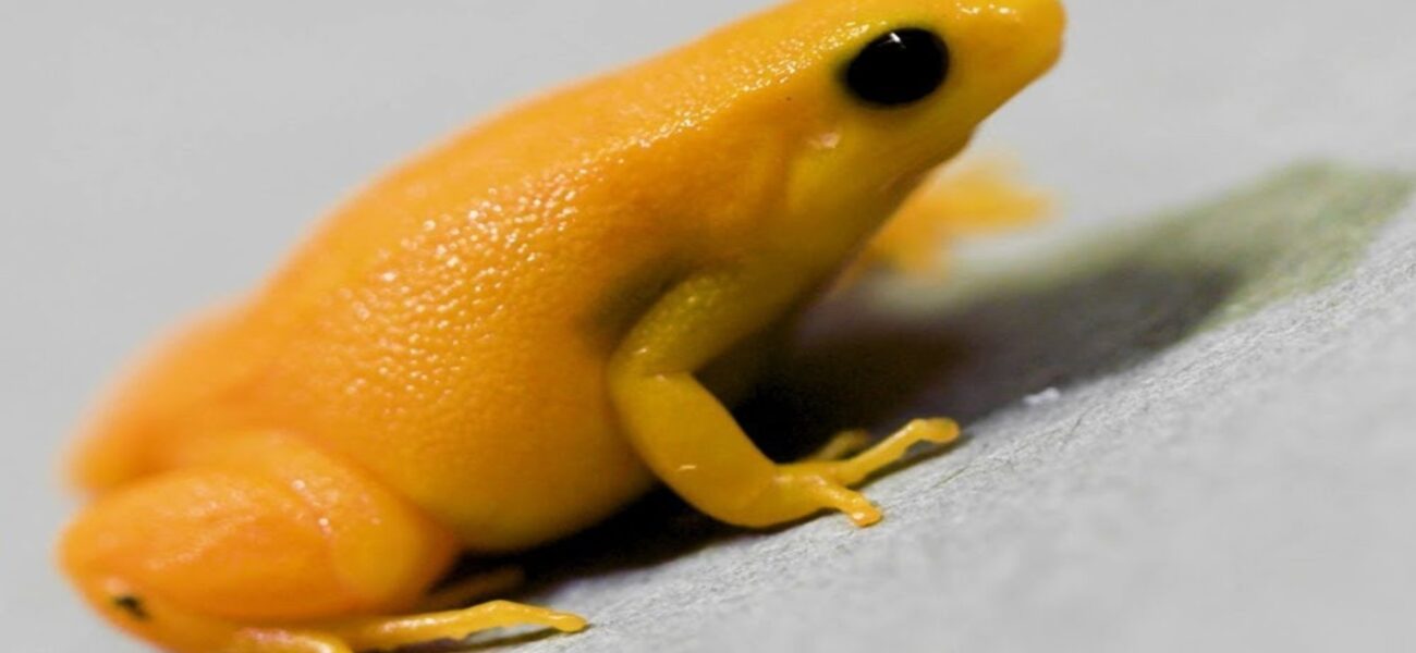 Madagascar’s Crisis: Biodiversity Loss & Global Impact Madagascar’s Crisis: Biodiversity Loss & Global Impact