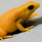 Madagascar’s Crisis: Biodiversity Loss & Global Impact Madagascar’s Crisis: Biodiversity Loss & Global Impact