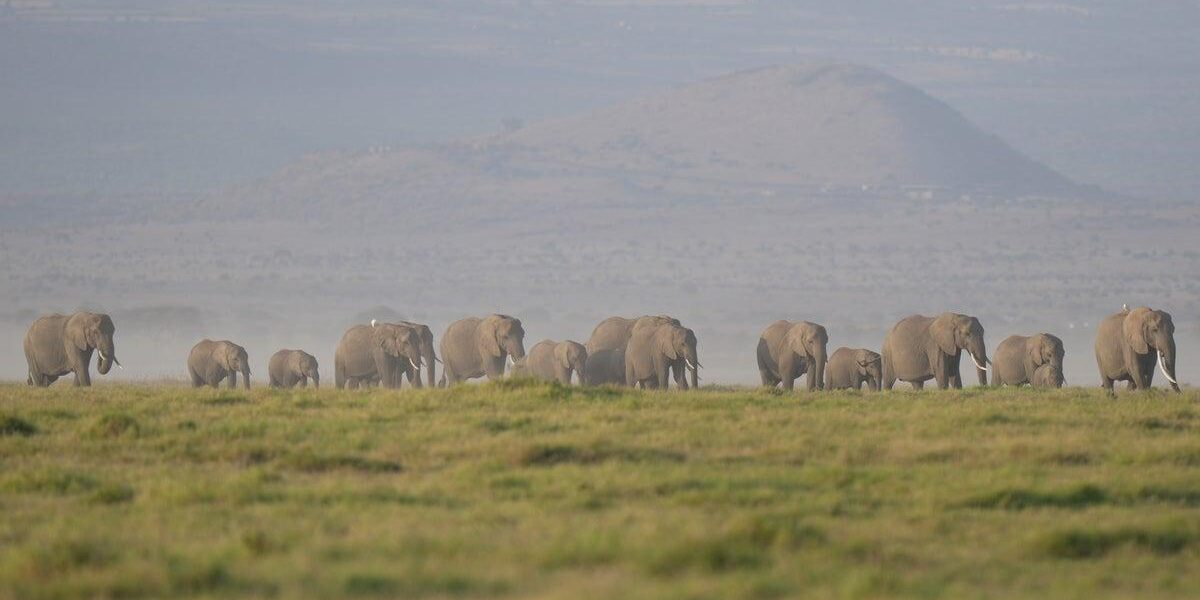 Investigation Launched After 15 Elephants Found Dead in Kenya’s Amboseli National Park