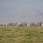 Investigation Launched After 15 Elephants Found Dead in Kenya’s Amboseli National Park Investigation Launched After 15 Elephants Found Dead in Kenya’s Amboseli National Park