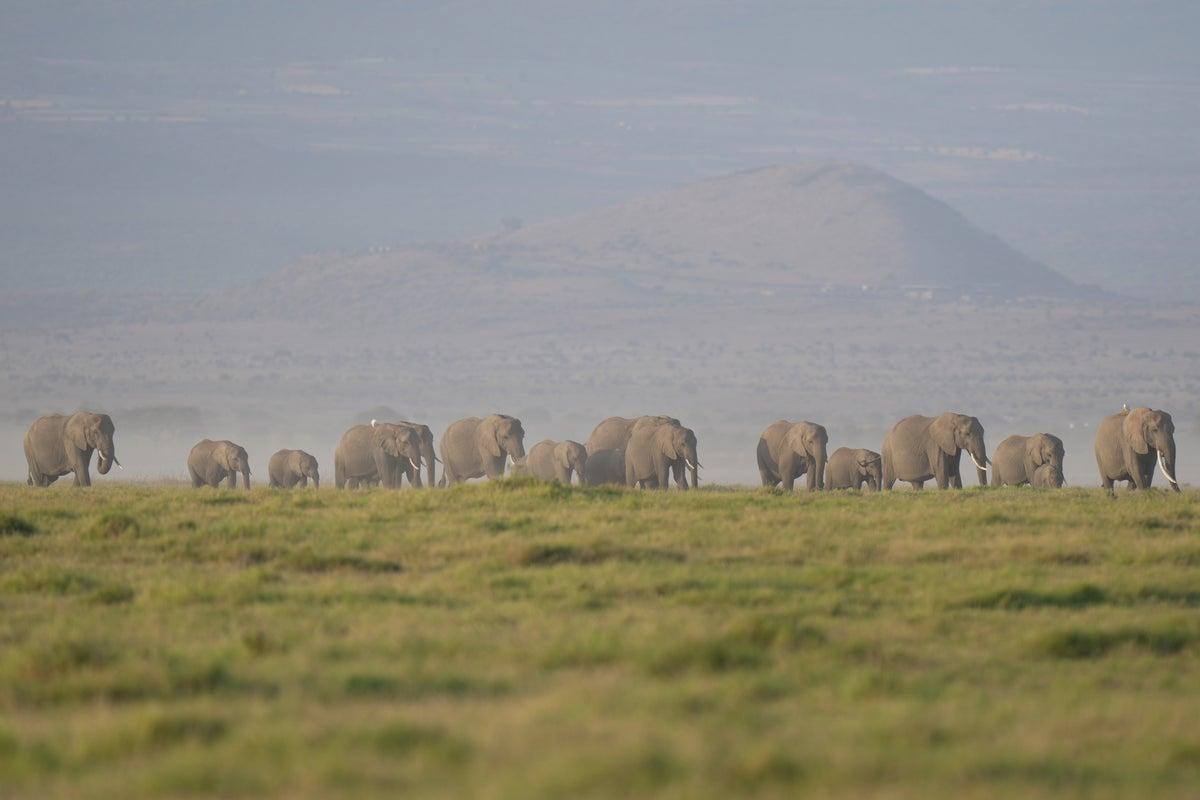 Investigation Launched After 15 Elephants Found Dead in Kenya’s Amboseli National Park