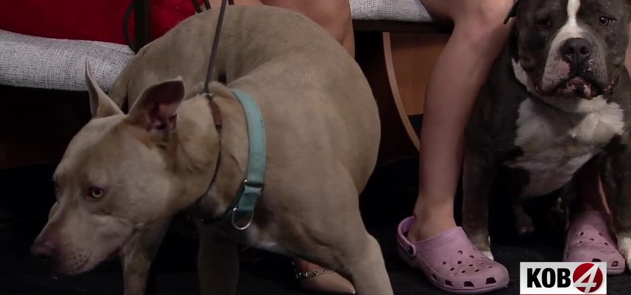 Albuquerque’s Disco Doggy Dilemma: A Glittering Facade for a Nagging Crisis?