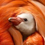 Pink Prodigy: A Flamingo’s Arrival Stirs Deeper Questions on Global Conservation Pink Prodigy: A Flamingo’s Arrival Stirs Deeper Questions on Global Conservation