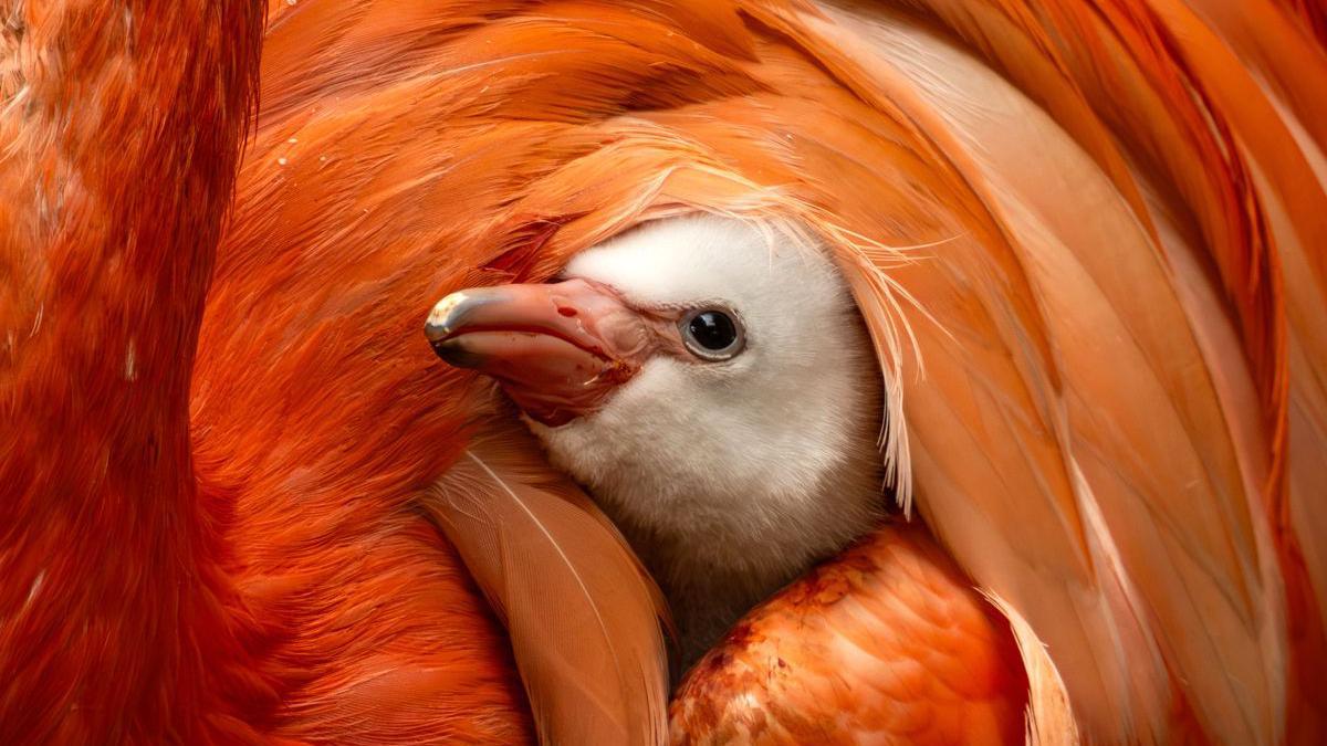 Pink Prodigy: A Flamingo’s Arrival Stirs Deeper Questions on Global Conservation Pink Prodigy: A Flamingo’s Arrival Stirs Deeper Questions on Global Conservation