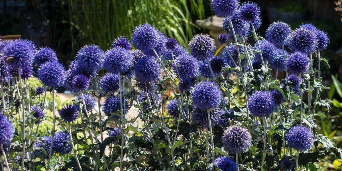 Top 5 Drought-Tolerant Plants for Vacation-Proof Gardens Top 5 Drought-Tolerant Plants for Vacation-Proof Gardens