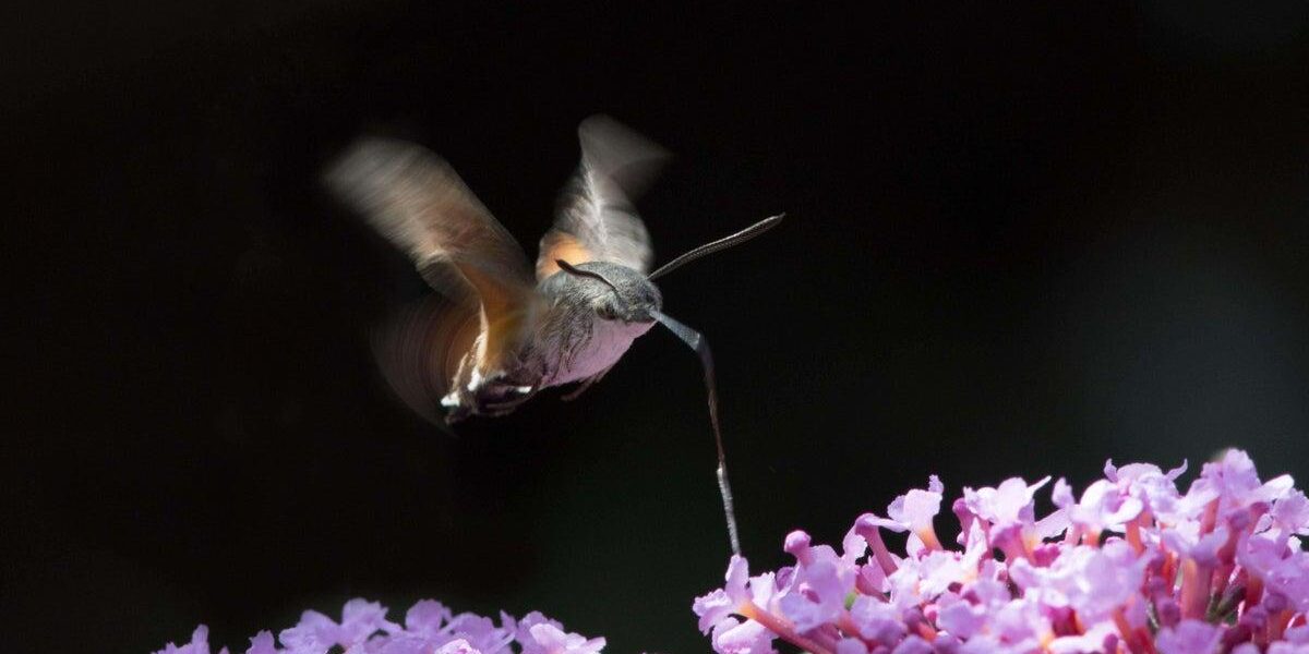 Discover Four Notable Moths to Identify in Your Garden Discover Four Notable Moths to Identify in Your Garden