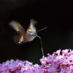 Discover Four Notable Moths to Identify in Your Garden Discover Four Notable Moths to Identify in Your Garden