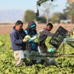 Cyclospora Outbreak: Parasite Transmission and Food Supply Contamination Investigated Cyclospora Outbreak: Parasite Transmission and Food Supply Contamination Investigated