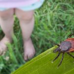 Powassan Virus: US Public Health’s Silent Challenge Powassan Virus: US Public Health’s Silent Challenge