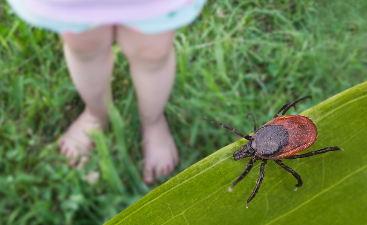 Powassan Virus: US Public Health’s Silent Challenge