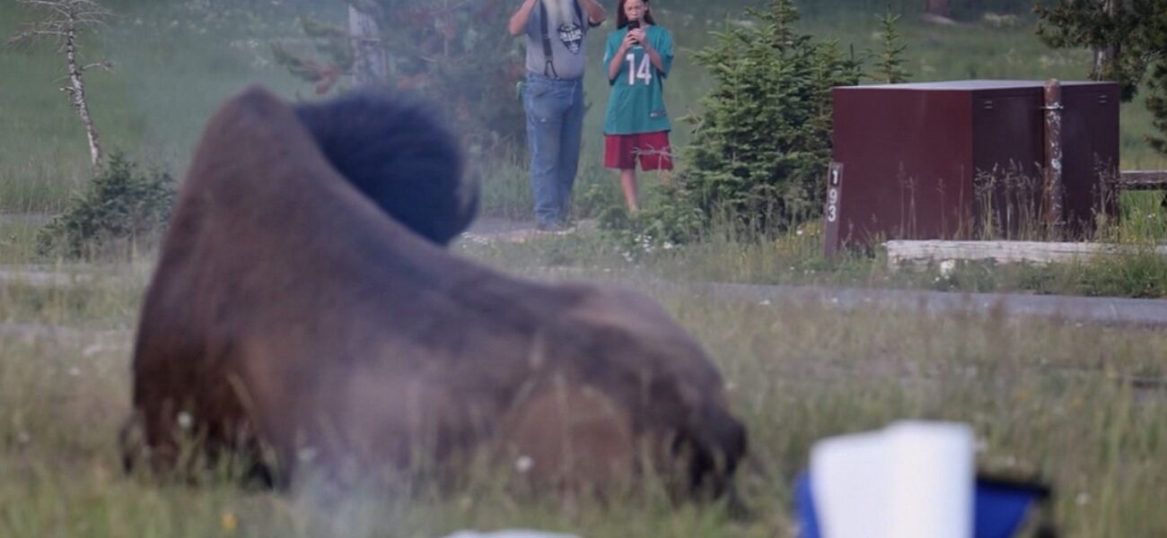 Hooves of Iron: Yellowstone’s Stern Reminder to Humanity Hooves of Iron: Yellowstone’s Stern Reminder to Humanity