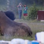 Hooves of Iron: Yellowstone’s Stern Reminder to Humanity Hooves of Iron: Yellowstone’s Stern Reminder to Humanity