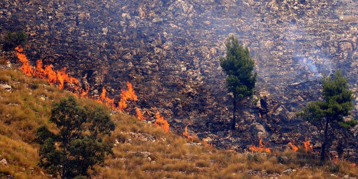 Italian Arsonists Use Cats with Flammable Rags to Spread Wildfires Italian Arsonists Use Cats with Flammable Rags to Spread Wildfires