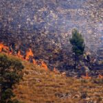 Italian Arsonists Use Cats with Flammable Rags to Spread Wildfires Italian Arsonists Use Cats with Flammable Rags to Spread Wildfires