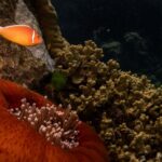 Reef’s Reprieve: Australia’s Diplomatic Win, Peril Remains